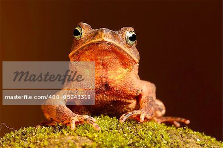 south american crested toad rhinella typhonius sitting on a patch of moss