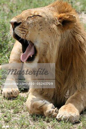 Lion - Serengeti Wildlife Conservation Area, Safari, Tanzania, East Africa
