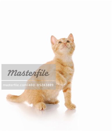adorable nine week old kitten looking up with reflection on white background