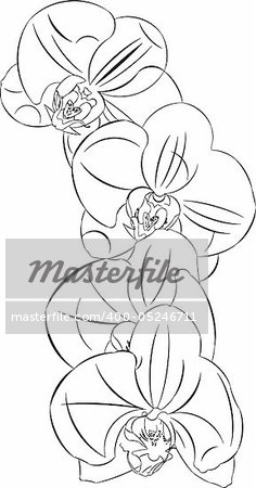 Vector illustration tattoo style sketch graceful orchid