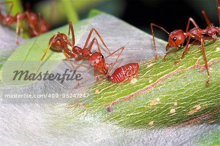 Ant eat a drop of a sweet from aphid