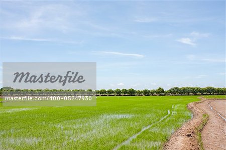 field rice and the blue sky in the thailand.