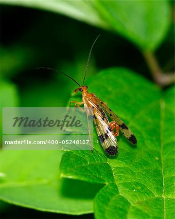 A male Scorpion Fly perched on a leaf.