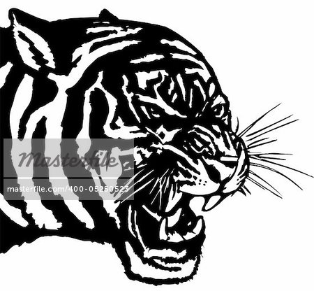 Vector illustration .The white predatory tiger head,