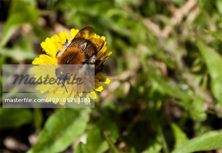 Bee pollinating a yellow dandelion