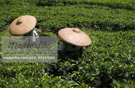 Tea pickers on a tea plantation in Puncak, Java, Indonesia