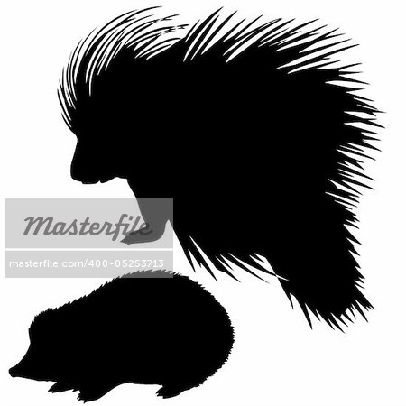 silhouette of the hedgehog and porcupine on white background