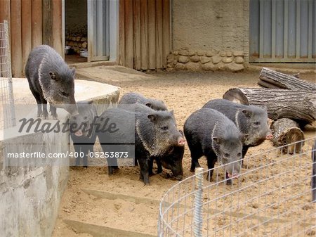 Family of black wild boar on a sand ground