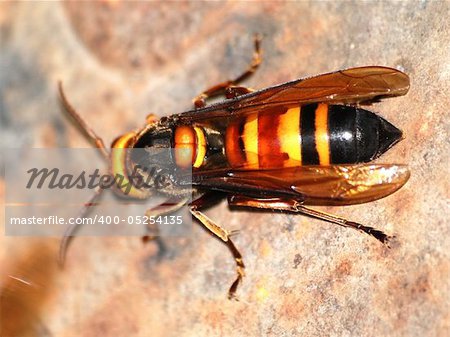 wasp bee macro photo