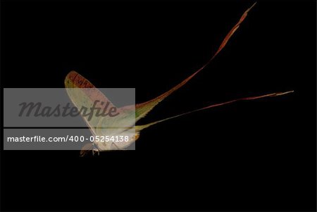 moth long tail butterfly (Actias dubernardi) isolated in black background.