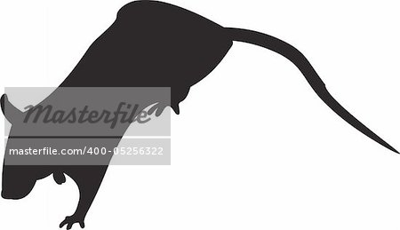 Mouse vector. To see similar, please VISIT MY PORTFOLIO