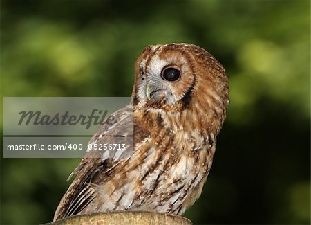 Portrait of a Tawny Owl in woodland