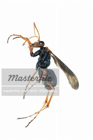 wasp insect macro isolated on white background