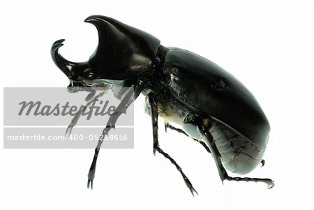 rhino hercules  beetle isolated on white