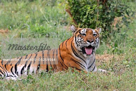 A Royal Bengal Tiger resting