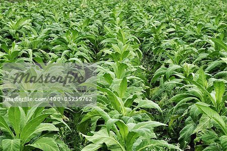 tabacco farming in indian state karnataka