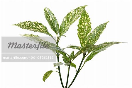 Branch of green leafs isolated on white background.