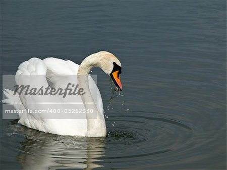 Beautiful Mute Swan, Cygnus olor, on water eating green plant