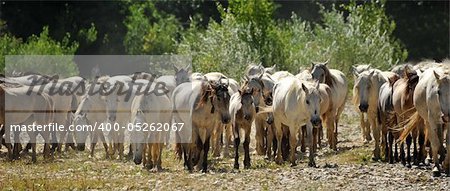 herd of Camargue horses and foal in a field