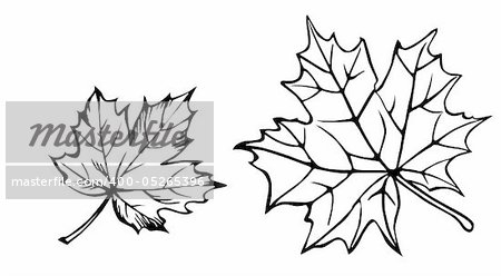 vector silhouette of the maple leaf on white background