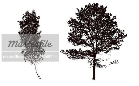 vector silhouettes tree on white background