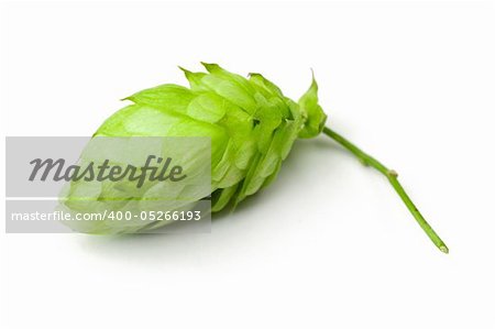 One hop cone close-up, isolated on white.