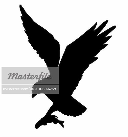 vector drawing of the ravenous bird on white background