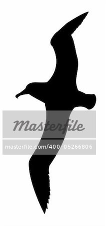 silhouette of the sea gull on white background