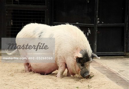 a pig