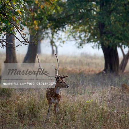 Male Axis or Spotted Deer (Axis axis) INDIA Kanha National Park