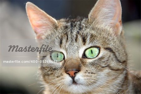 young domestic mixed-bread gray cat with green eyes