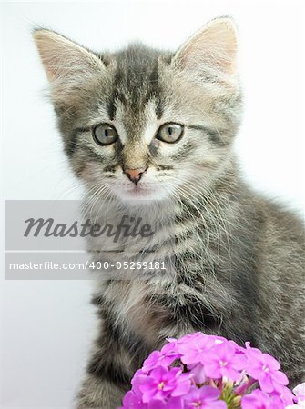 Portrait of little kitten with flowers on white background