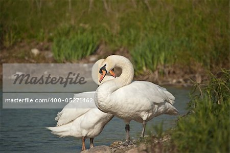 A pair of mute swans stands at the edge of a pond.8