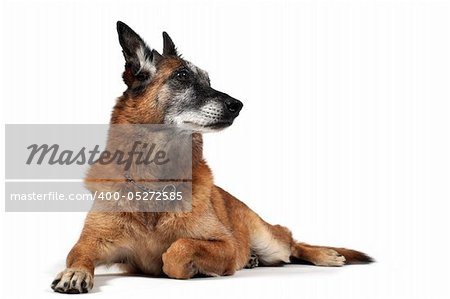 old purebred belgian sheepdog malinois laid down in front of white background