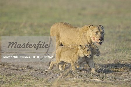 Lioness after hunting with cubs. The lioness with a blood-stained muzzle has returned from hunting to the kids to young lions.