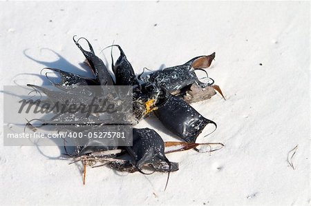 Skate egg cases, also called lost purses, devil's pocketbook, devil's purses and sailor's purses, which are the egg capsule of a stingray embryo, have washed up on the beach in a bundle.