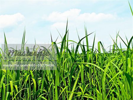 switch grass the renewable support for heating and diesel production