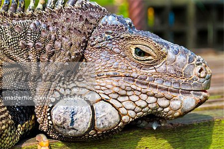 Blue white and gold Iguana head detail