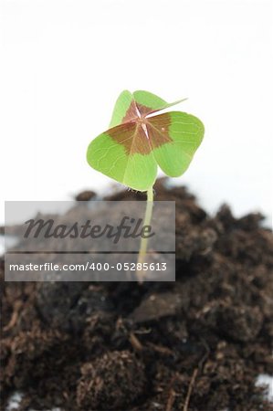Plant and soil isolated on a white background.