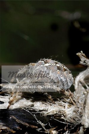 spider sitting  on dry herb