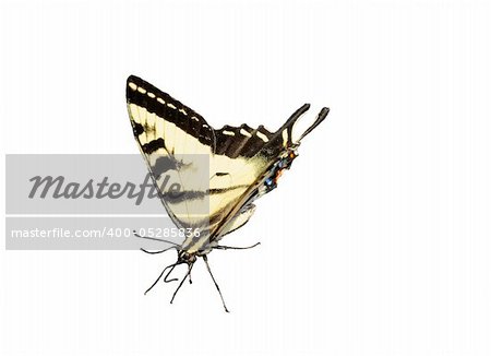 Western Tiger Swallowtail Butterfly on white background