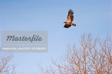 Wild Immature Bald Eagle in Flight at Sunset