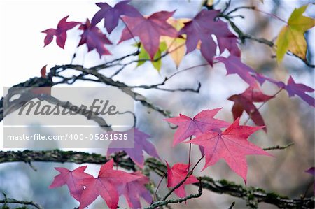 Purple maple leaves on a tree autumn background