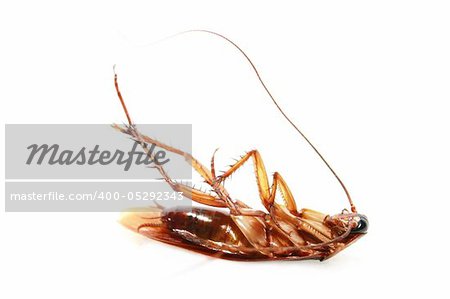 A death cockroach isolated on white background.