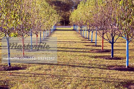 Tree rows in the park - protected for winter.