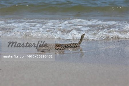 natrix tessellata on the seashore, non-venomous snake belonging to the family of Colubridae