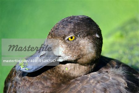 Close up portrait of a duck with a green background