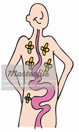 An image of a person with a healthy digestive system.