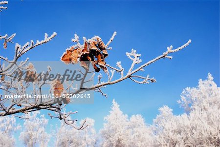 winter oak branch covered by rime with some leaves left