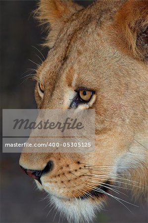 Lion (panthera leo) close-up of the head, shot at night in South Africa